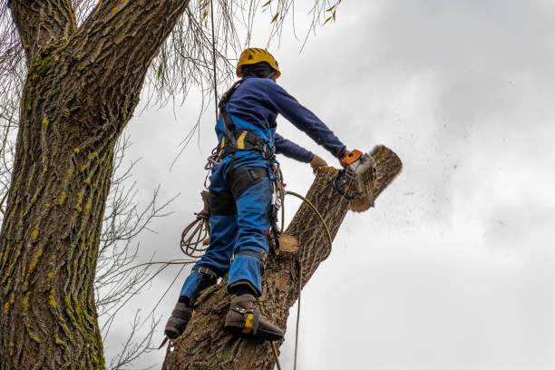 How Our Tree Care Process Works  in  Leisure Village West, NJ