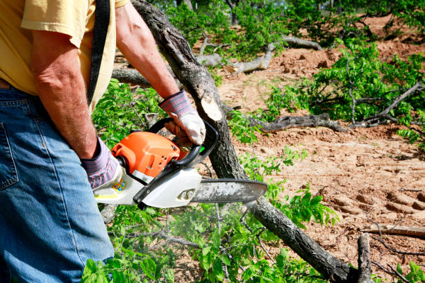 Reliable Leisure Village West, NJ Tree Services Solutions